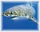 Shark01