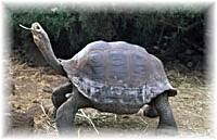 TURTLE2T_1_