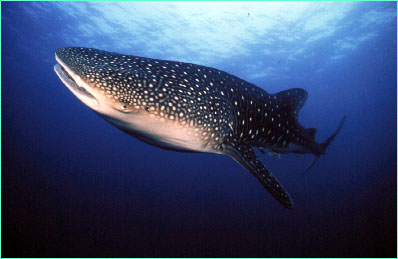 WHALESHARK_1_