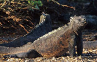 iguanas